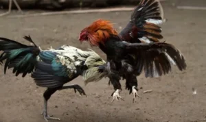 Đá Gà Sabong tại FB88