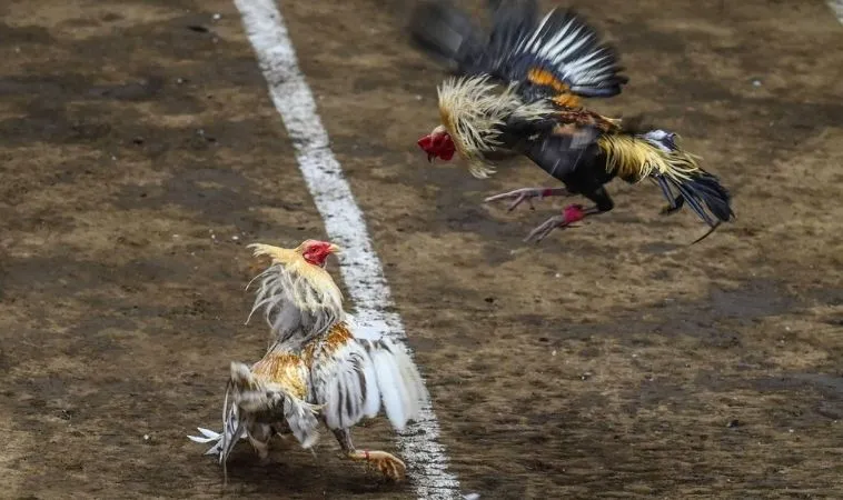 Sảnh đá gà FB88 quy tụ nhiều chiến kê dũng mãnh