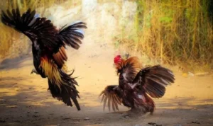 Đá Gà GA28 tại FB88