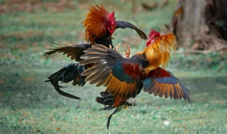 Sảnh Đá Gà Sabong tại FB88 hội tụ nhiều trận đấu kịch tính