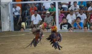 Đá Gà WS168 Tại FB88